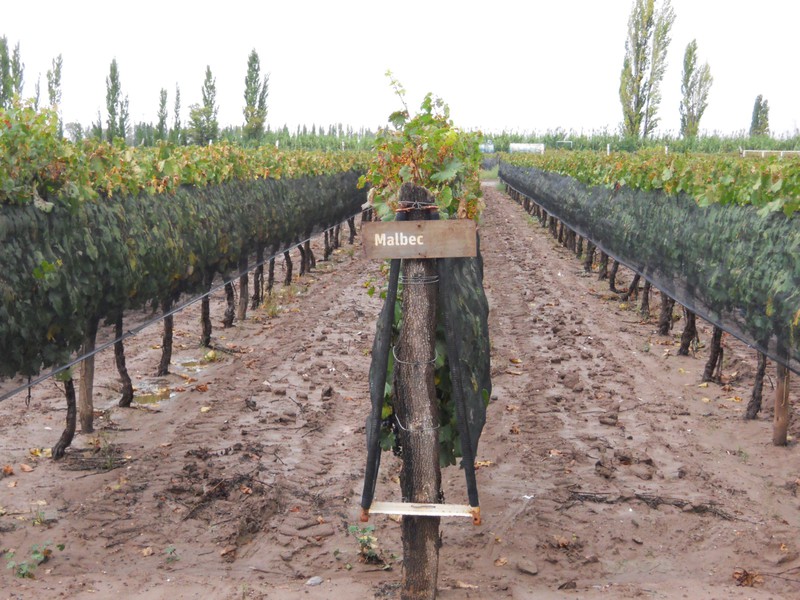 Malbec Vines at our first bodega, where it all starts...