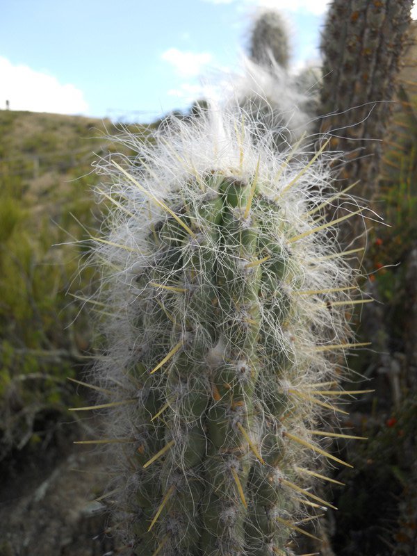 Arty farty cactus shot