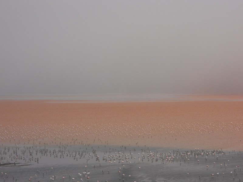 The red lake - the dots on the surface are hundreds of flamingos!