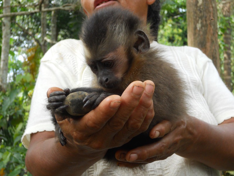 Baby capuchin!