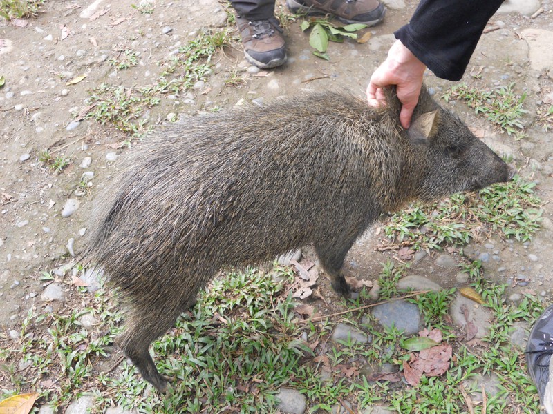 Shakira the resident peccary at the rescue centre
