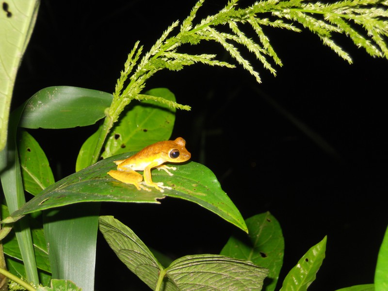 Night hike #2 - more frogs!