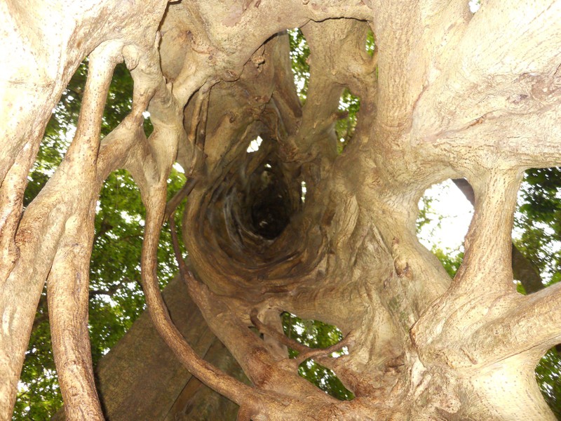 The inside of the huge Strangler Fig tree near Santa Elena.