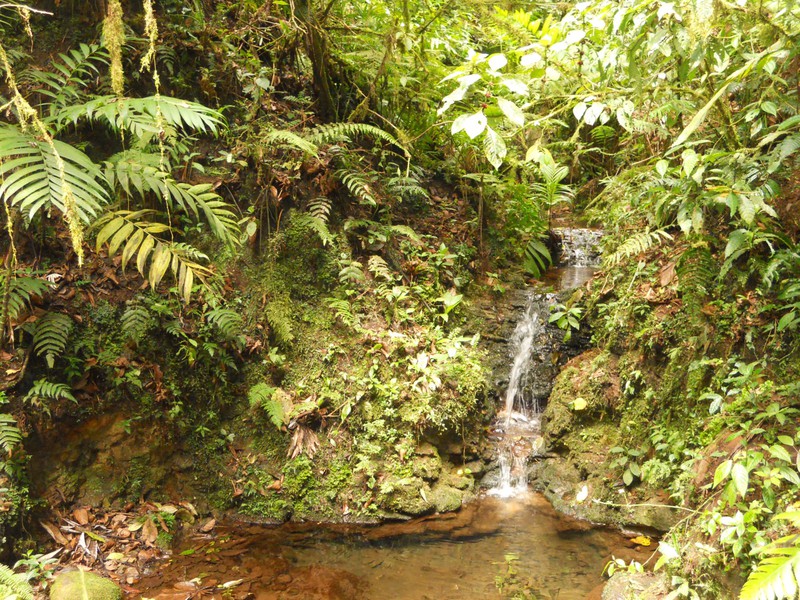 A wee waterfall in the bottom of valley in Santa Elena reserve.