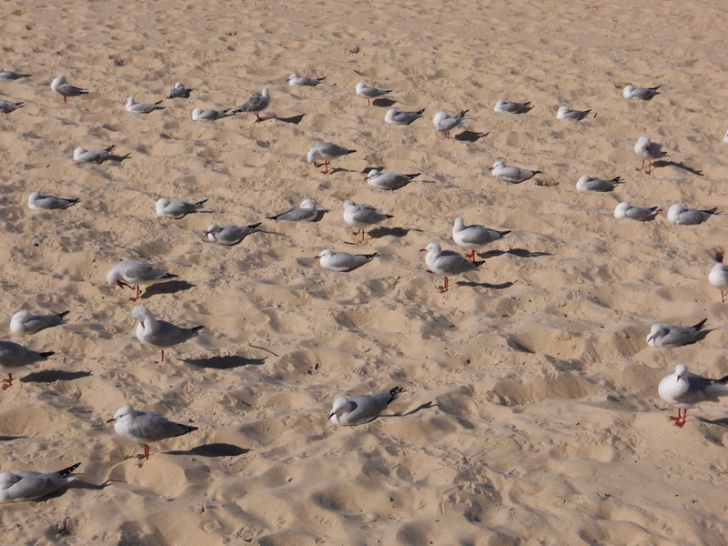 Beach party for the gulls