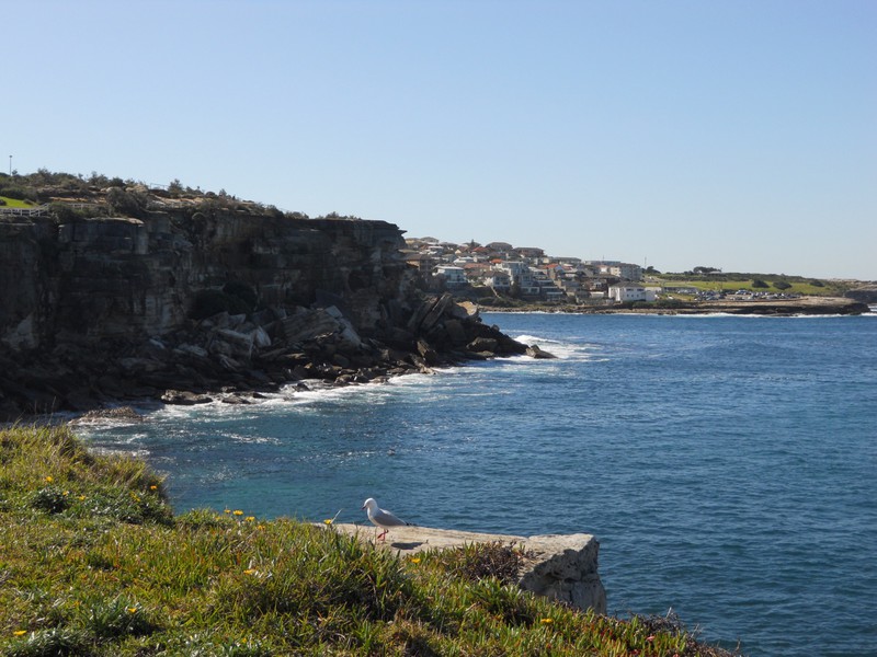 The coast from Coogee to Bondi