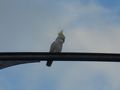 A sulphur crested cockatoo on a lamppost!