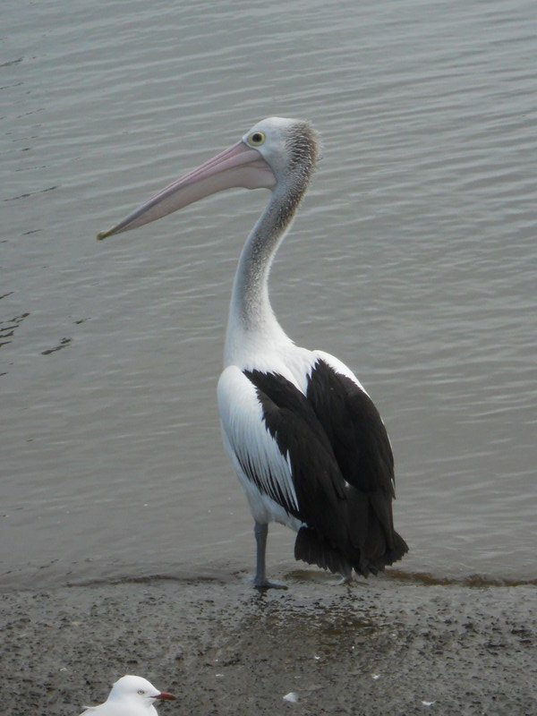 Sinister pelican.