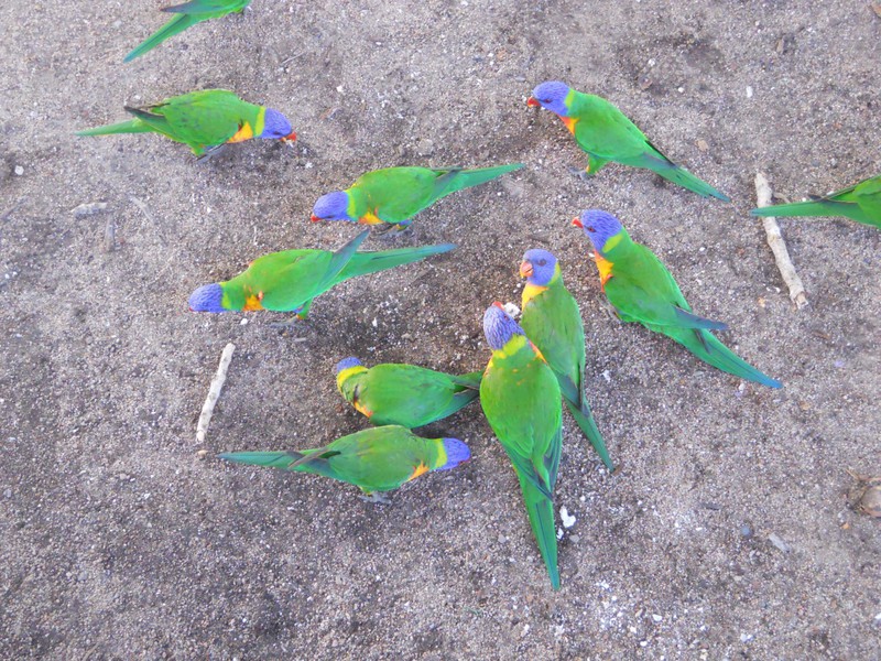 Rainbow lorikeets hanging around like pigeons! One even looked at the camera for me.