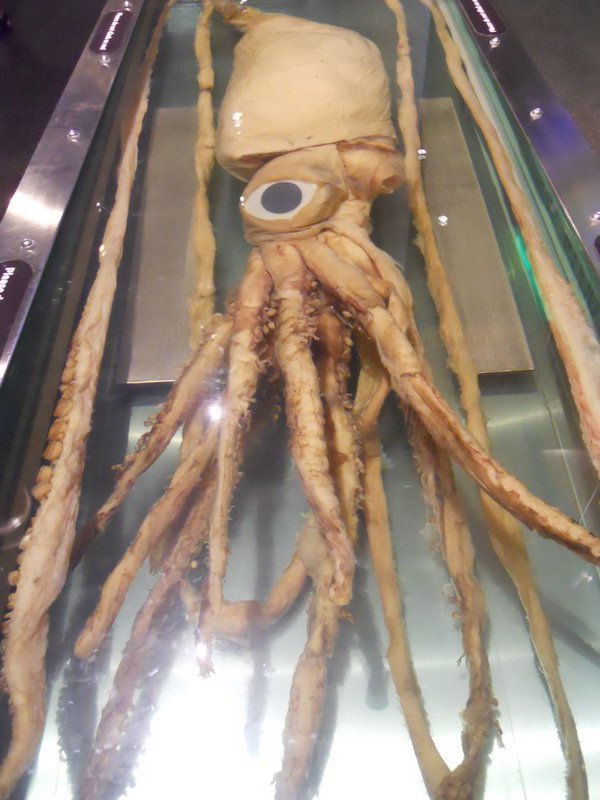 Museum giant squid