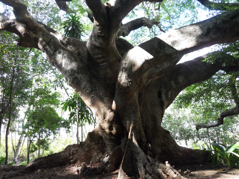 Botanic garden giant tree