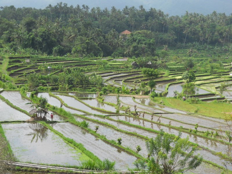 Rice terraces near Tirtagangga