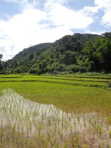 Paddy fields in Nam Ha Protected Area