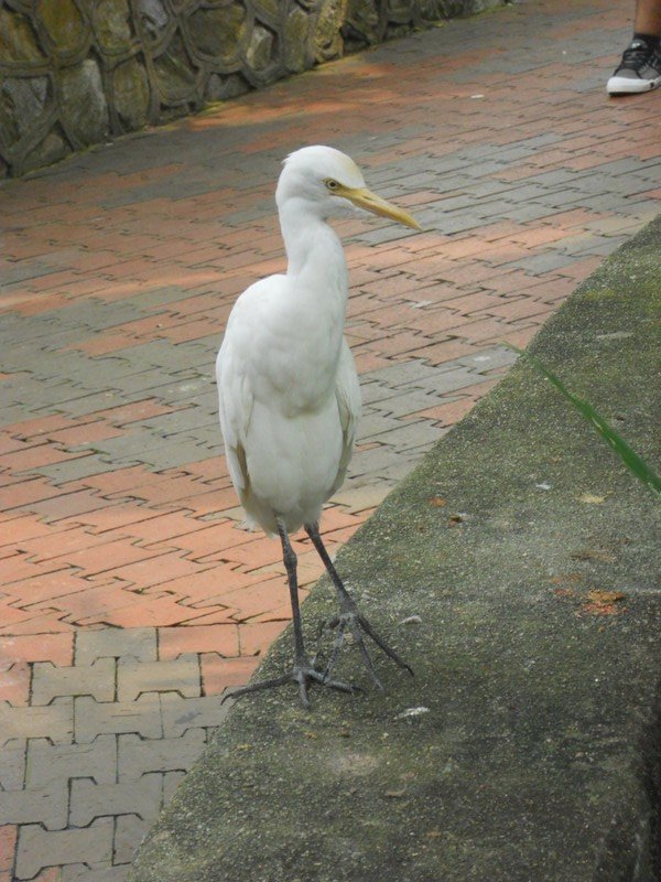 One of the inquisitive birds at the bird park