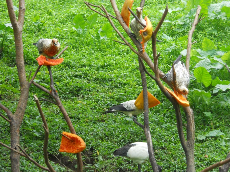 These scruffy birds were enjoying their papaya...