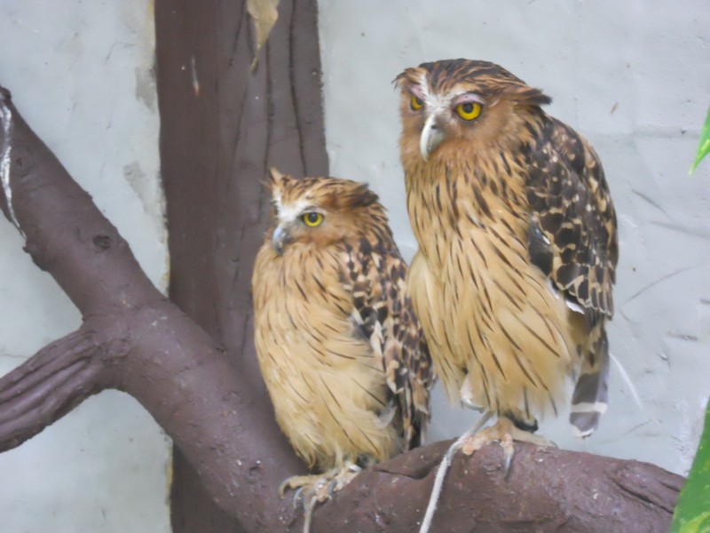 Owls at the bird park, one of which doesn't look amused...