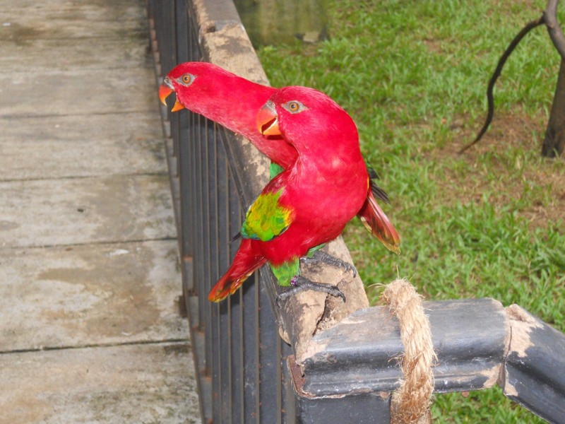 These two colourful characters made a real racket!