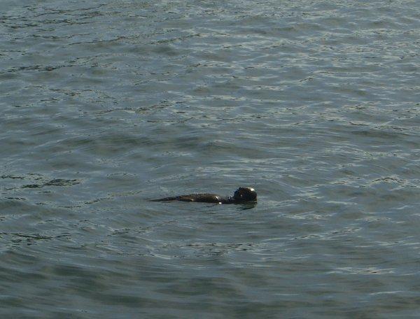The sea otter in the harbour casually breaking open shellfish on his tummy with a rock