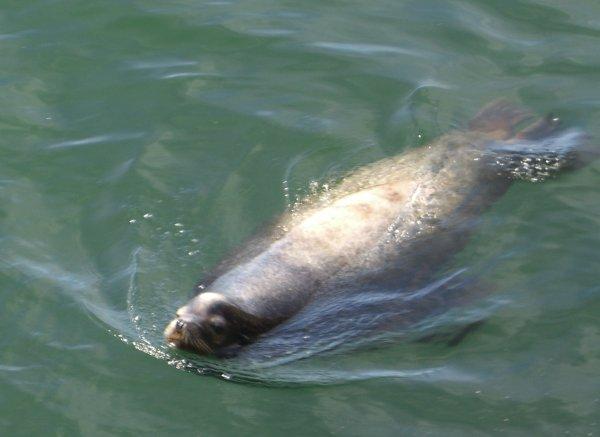 One of the big Calafornia Sea Lions in the bay