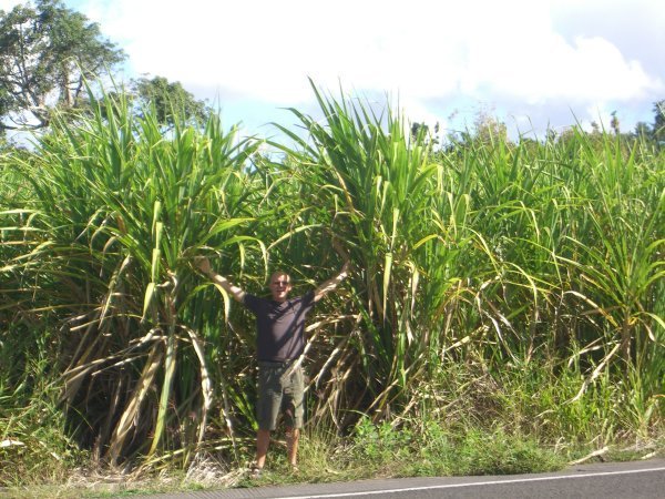 Sugar cane everywhere - it's where the rum comes from
