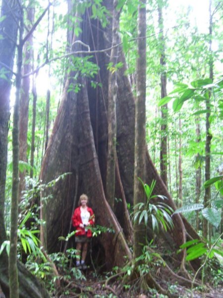 One of many huge trees with butress roots
