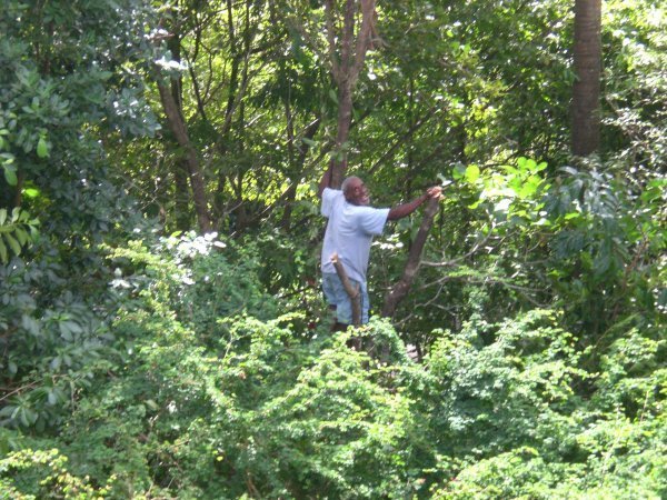 Son 20 feet off the ground 'topping' a tree with his cutlass