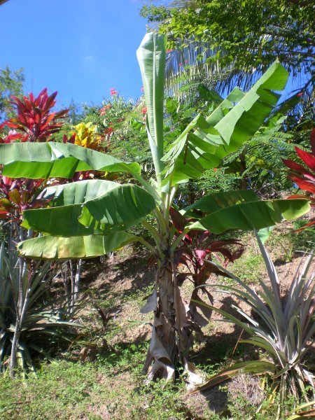 One of our banana trees
