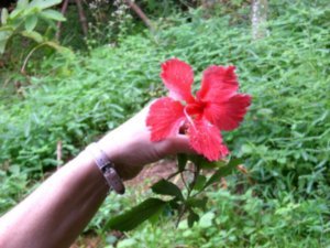 Hibiscus from the garden