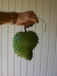 Sweetsop from the garden