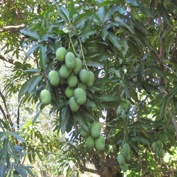 Mangos on our 80 year old tree