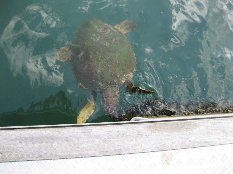 A turtle eating mussells in Fethiye