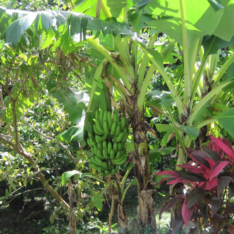 Ripening bananas on the plant Kate planted 2 years ago