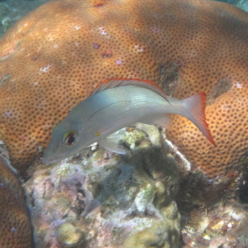 Toucarie reef - mahogany snapper