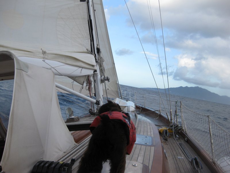 A dog's eye view of the sail across to Guadeloupe