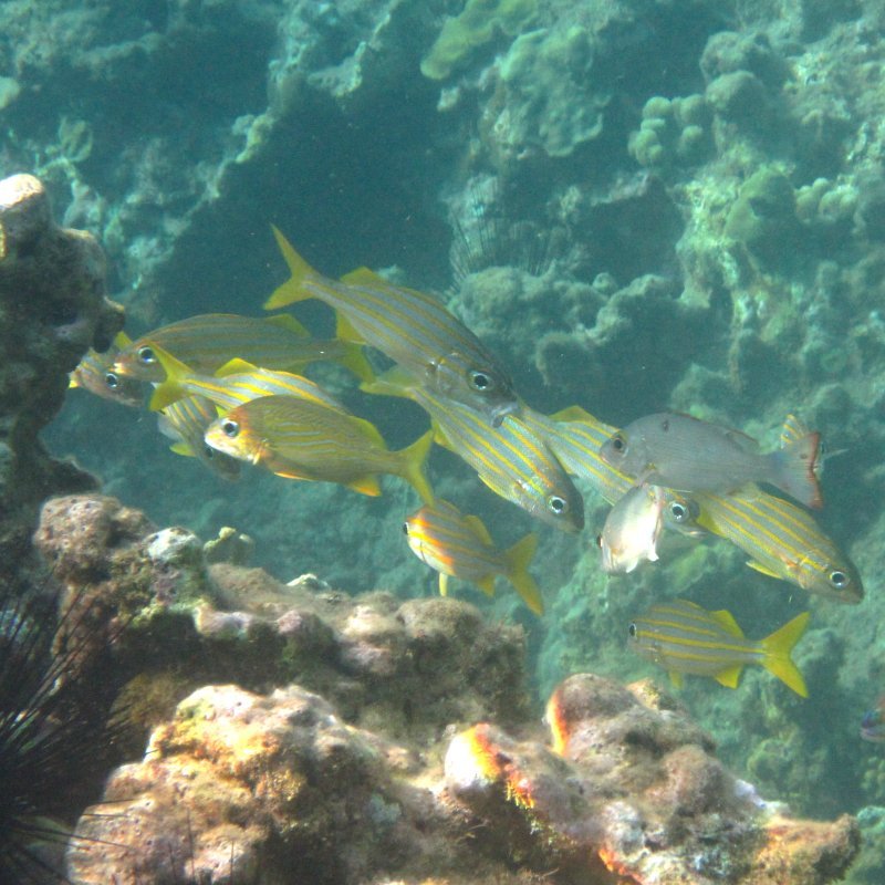Toucarie reef - grunts and mahogany snapper