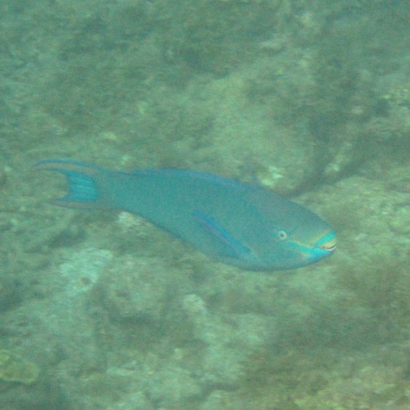 Toucarie reef - queen parrotfish (terminal phase)
