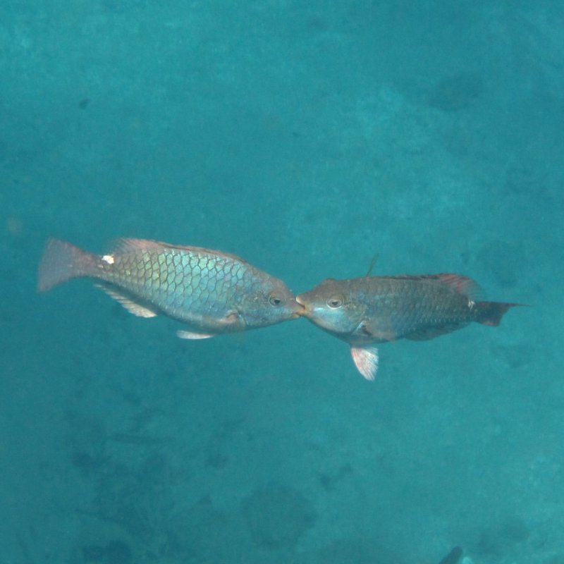 Toucarie reef - redband parrotfish kissing