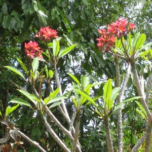 The garden - is this a frangipani tree