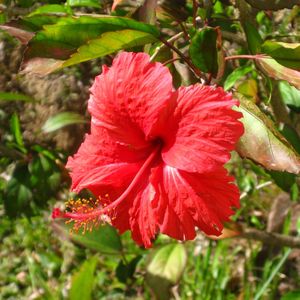 The garden - one of many hibiscus