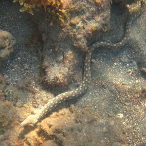 Toucarie reef - sharptail eel