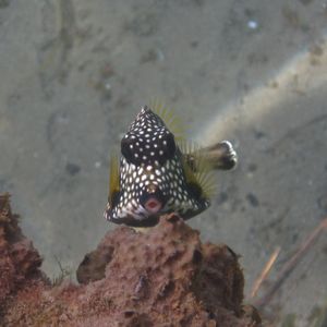Toucarie reef - smooth trunkfish peekaboo