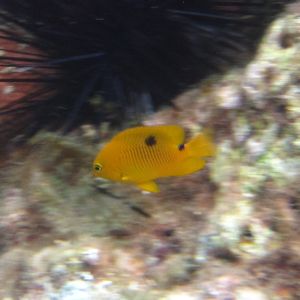 Toucarie reef - threespot damselfish (juvenile)