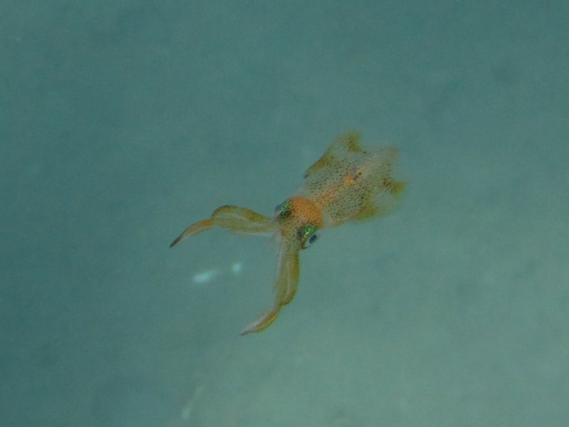 Squid or sea-monster, Cavus Limani