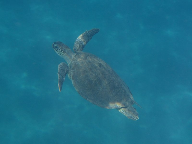 Swimming turtle, Cavus Limani