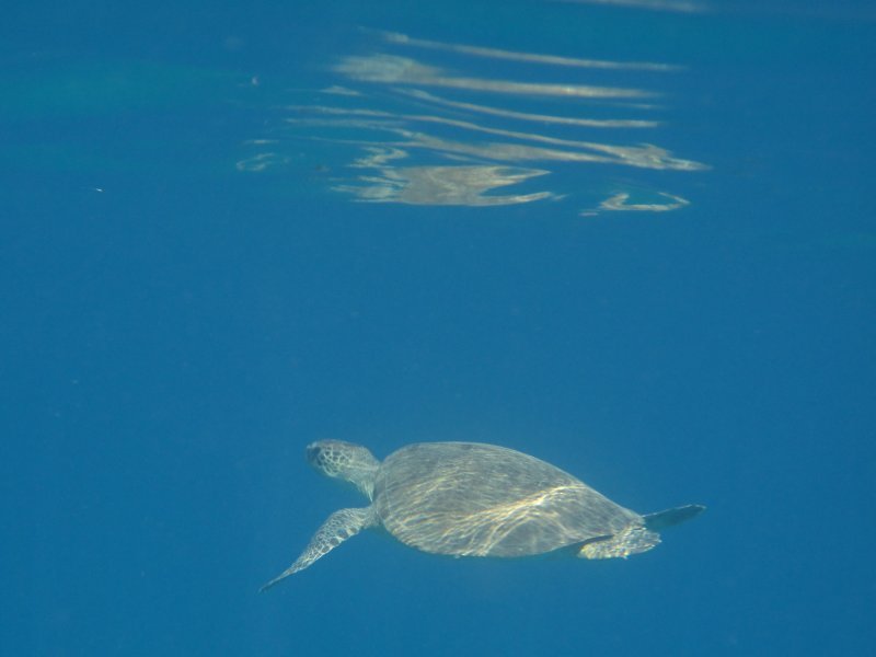 Turtle nearing the surface, Cavus Limani