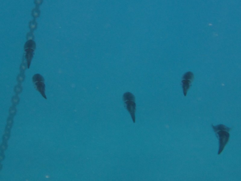 A flotilla of squid around our anchor chain, Cavus Limani