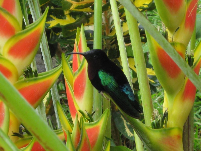 purple throated carib on the heliconia in the garden