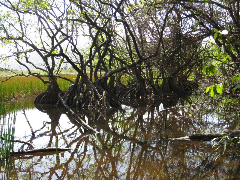 Cabrits swamp, Waitukubuli national trail segment 14