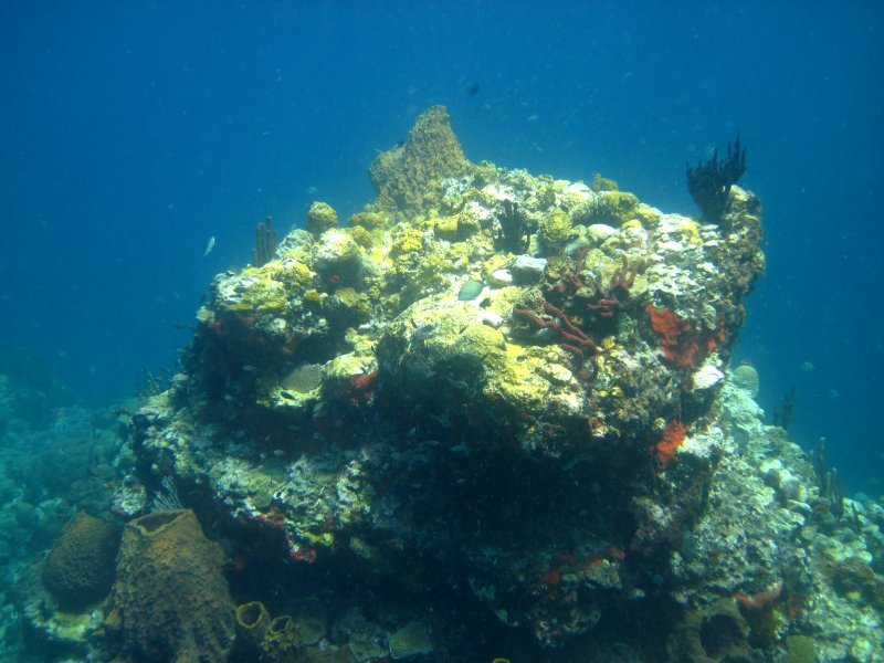 beautiful Toucari reef
