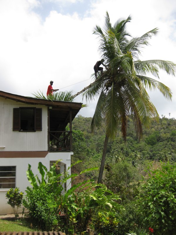 felling a palm tree - Kurt and Jerome climb across the roof then  Jerome bridges the gap to the tree with a home-made ladder